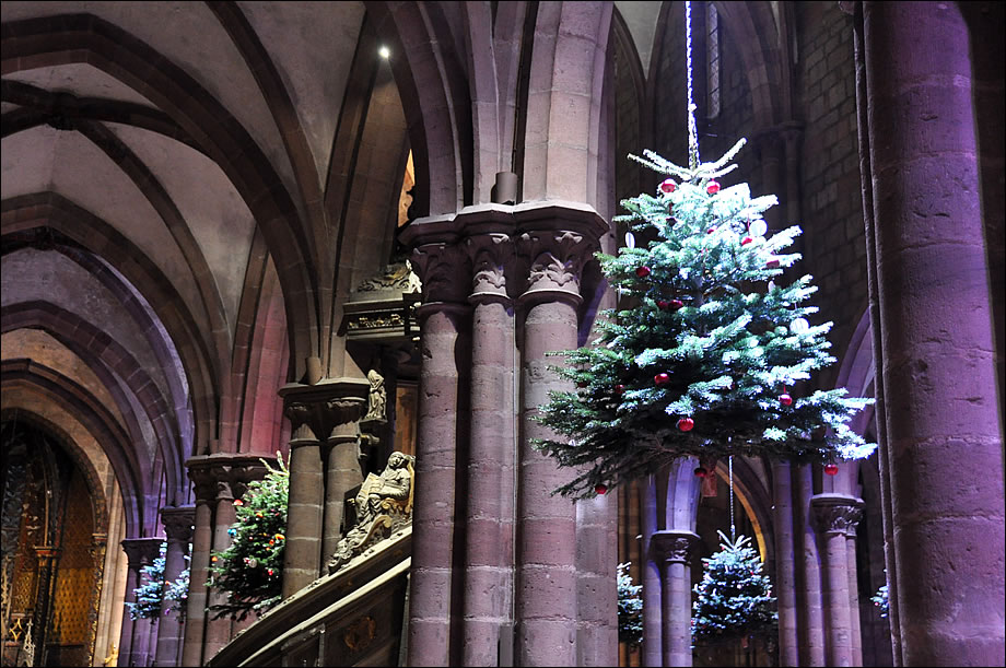 Les sapins exposés à Sélestat